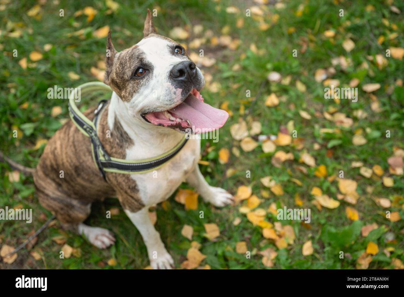 Ein wunderschöner Herbsttag im Park, ein Staffordshire Terrier Hund und sein Besitzer trainieren im Freien. Die Blätter färben sich in Farben und erzeugen ein Pictu Stockfoto