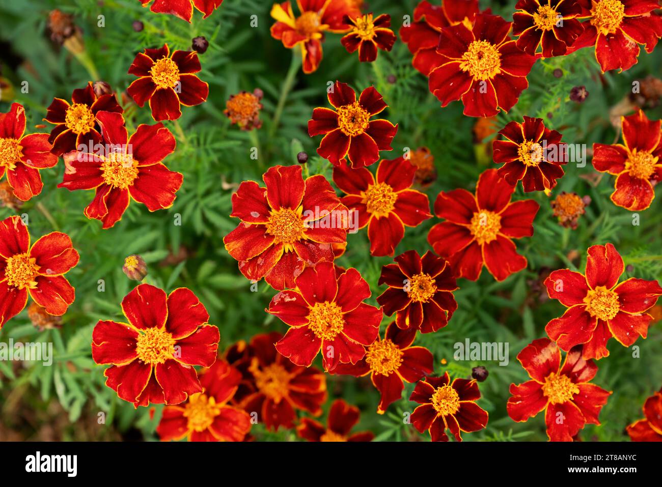 Leuchtend rote Samtblumen heben sich in einem üppig grünen Blumenbeet hervor und schaffen eine malerische und fesselnde Szene, perfekt für Werbung und Produktp Stockfoto