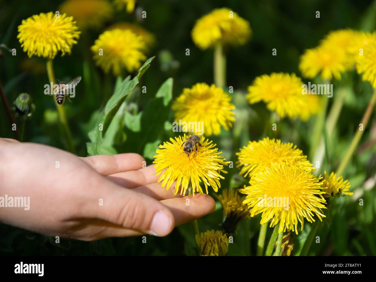 Menschliche Hand hält Blume mit Be auf einem Rasen mit blühenden gelben Löwenzahnen Stockfoto