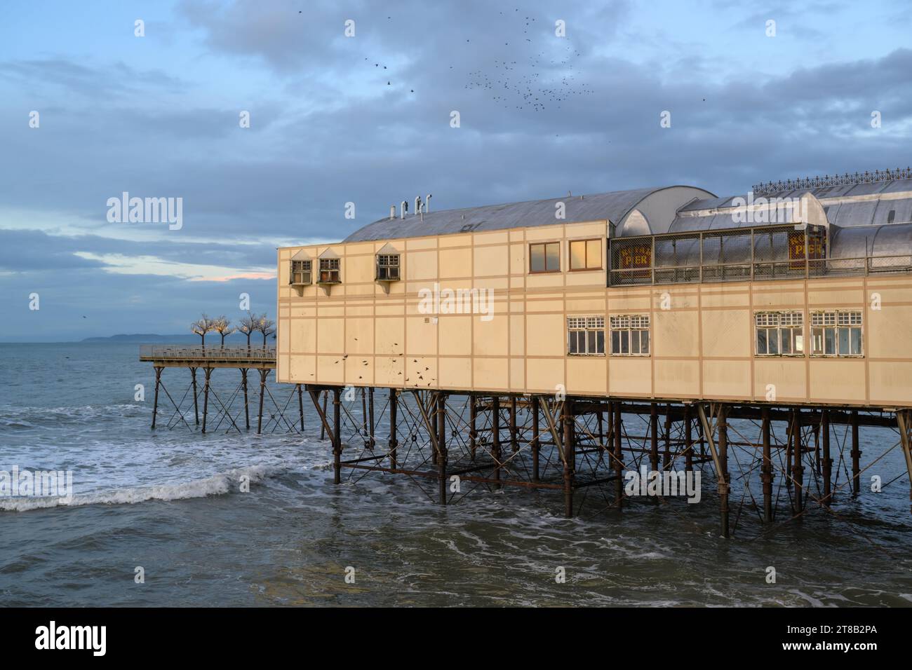 Starlinge fliegen unter der Royal Pier Arcade in der Abenddämmerung, Aberystwyth Pier, Nordwales Stockfoto