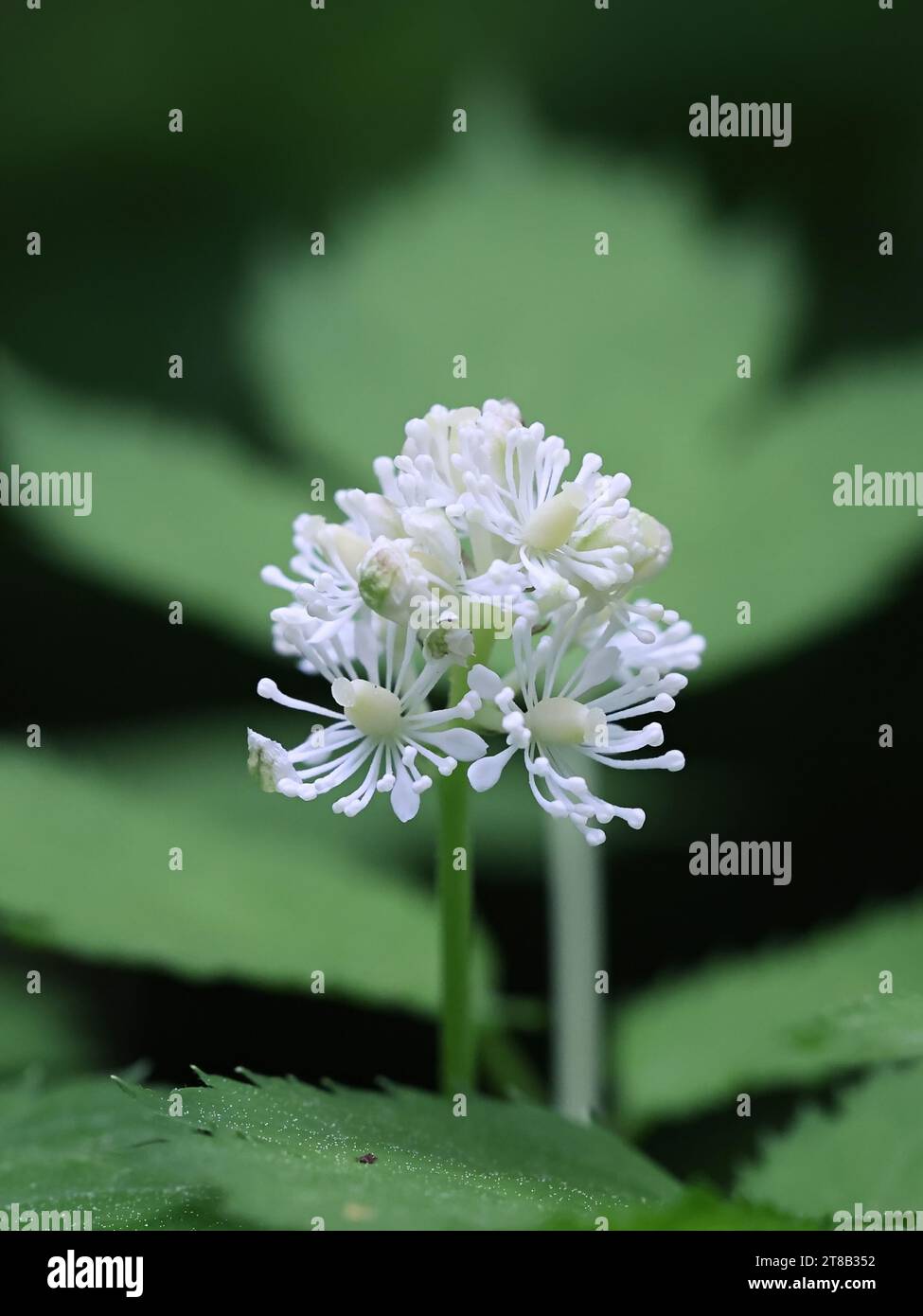 Baneberry, Actaea spicata, auch bekannt als Bugbane, Herb christopher oder Kröte, wilde giftige Pflanze aus Finnland Stockfoto