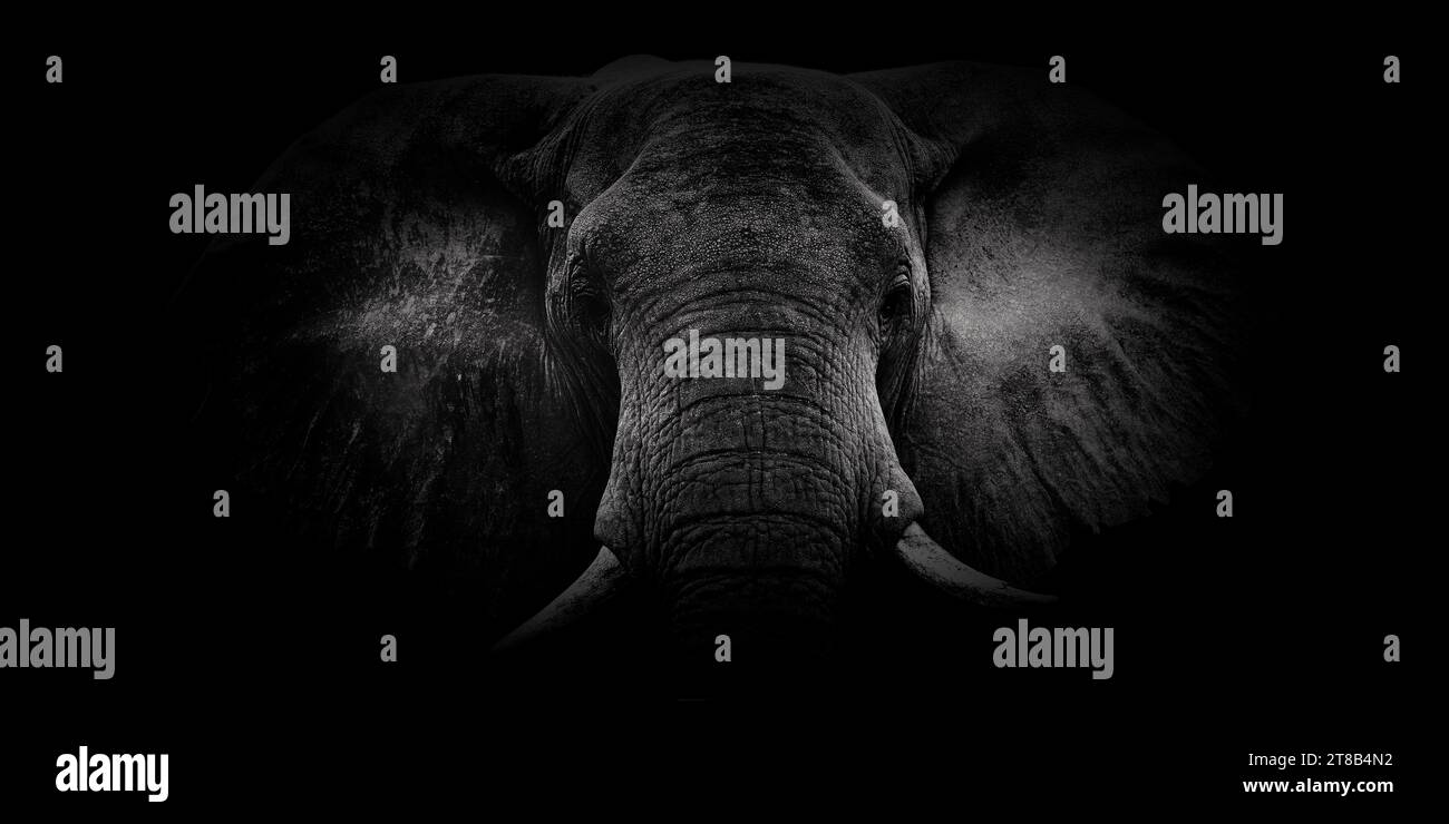 Fine Art Low-Key Schwarz-weiß Gesicht Nahaufnahme eines Elefanten, der aus den dunklen Büschen kommt. Stockfoto