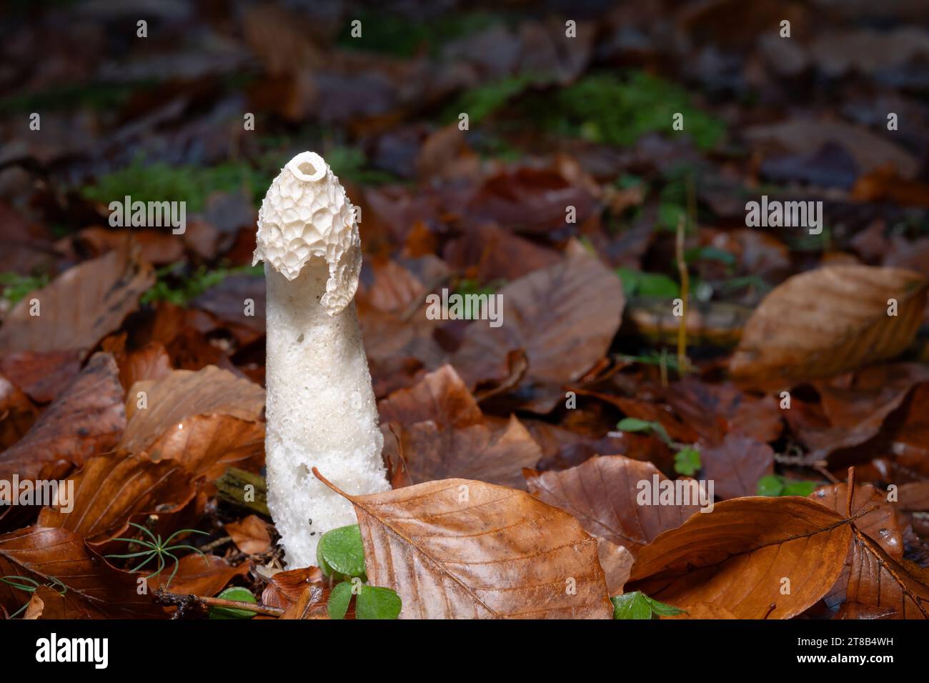Nahaufnahme eines gewöhnlichen Stinkhorns Stockfoto