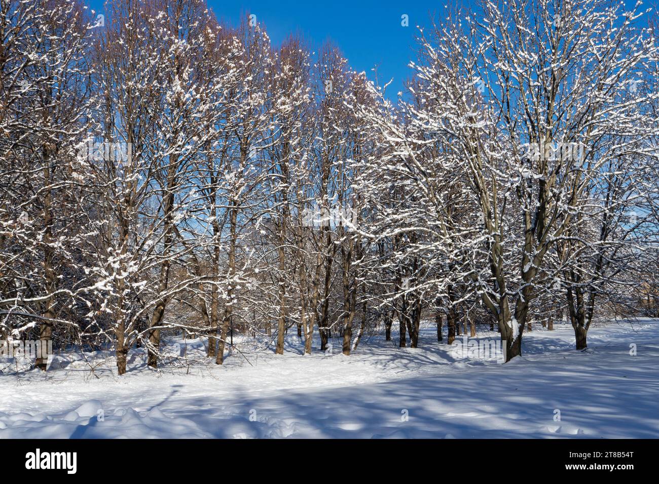 Wunderschöne Winterlandschaft mit schneebedeckten Bäumen. Blauer Himmel und strukturierter Schnee. Wintergeschichte. Stockfoto