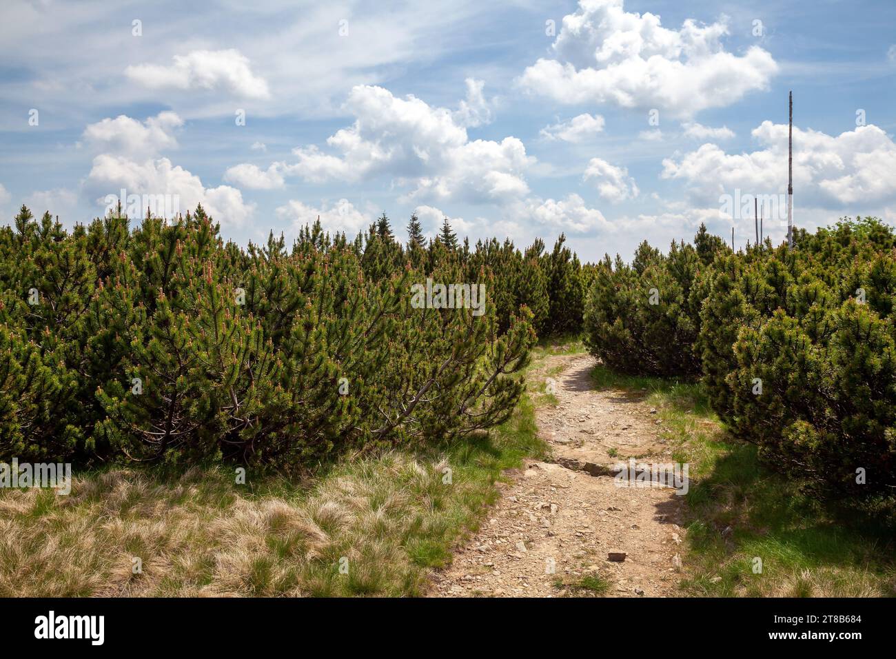 Berglandschaft, Bergpfad, Pinus Mugo, Riesengebirge Stockfoto