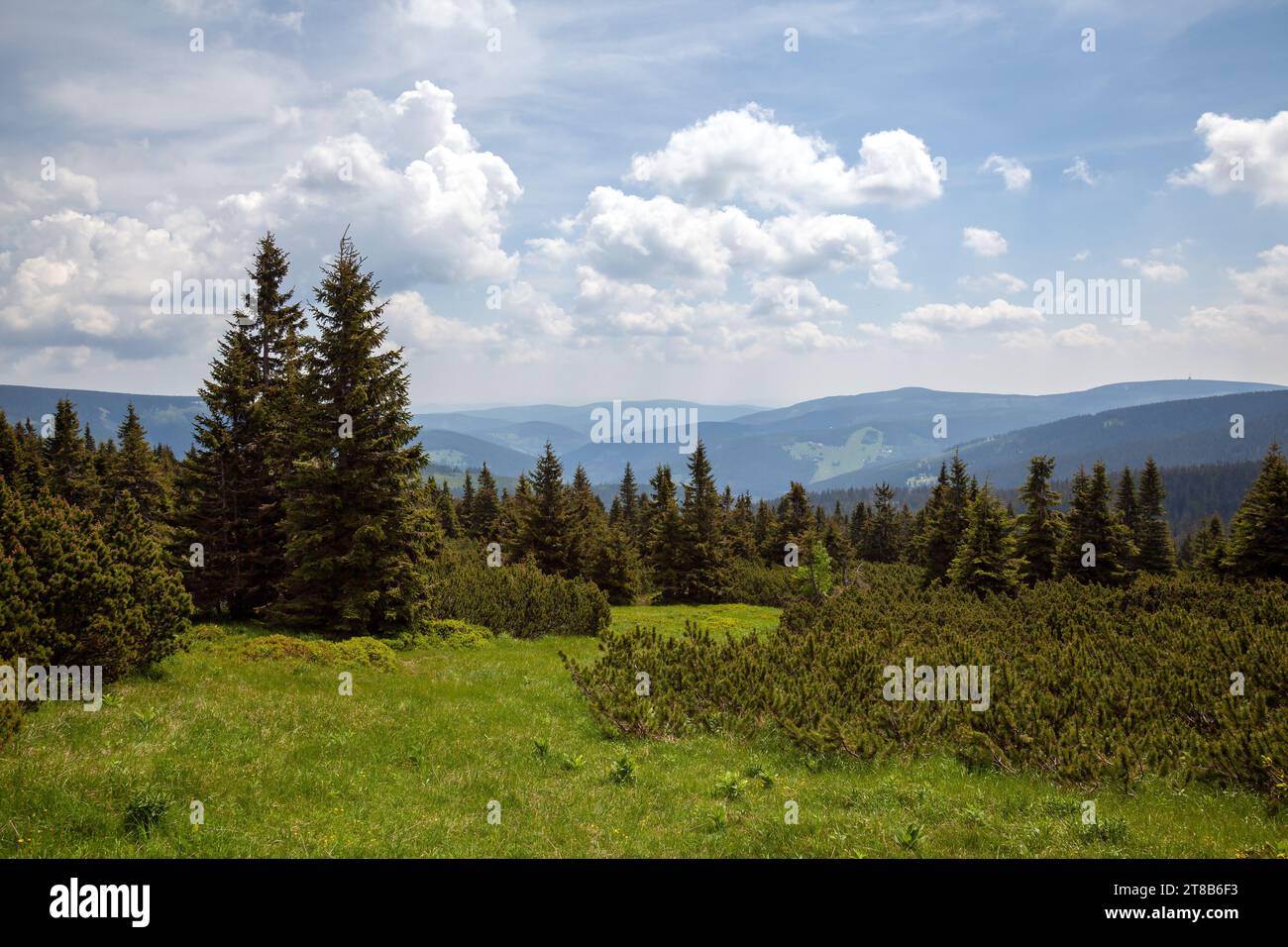 Berge, Berglandschaft, Fichtenbäume auf den Bergen, Riesengebirge Stockfoto