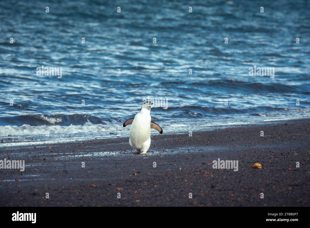 Chinsrtap Pinguin auf Deception Island Stockfoto