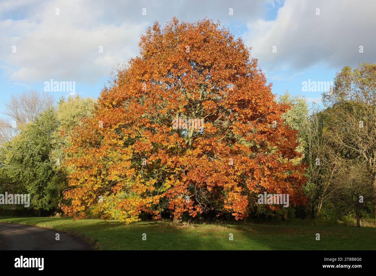 Orangenblätter des Herbstherbstes, die Natur Jahreszeiten Herbst Stockfoto
