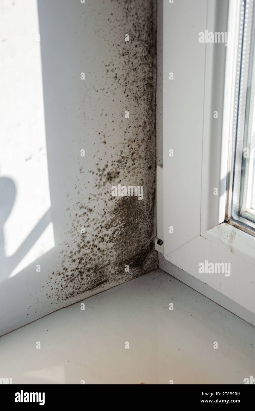 Viel Schimmel auf dem weißen Fenster und an den Hängen Stockfoto