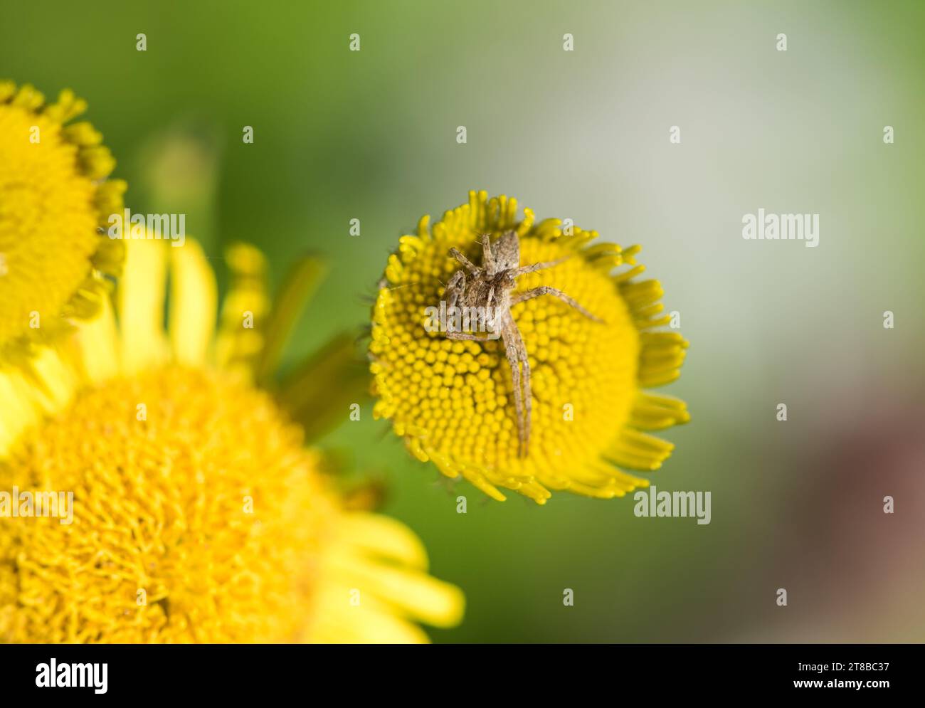 Ruhende Baumstammspinne (Pisaura mirabilis) auf einer Fleabane-Blume Stockfoto