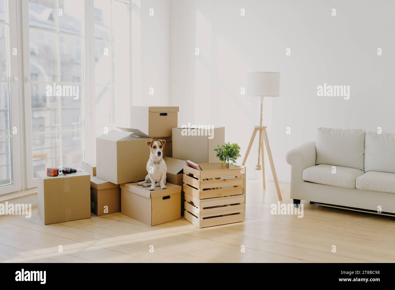 Hund sitzt zwischen Umzugskästen in einem sonnigen, modernen Wohnbereich mit weißem Sofa und Stehlampe Stockfoto