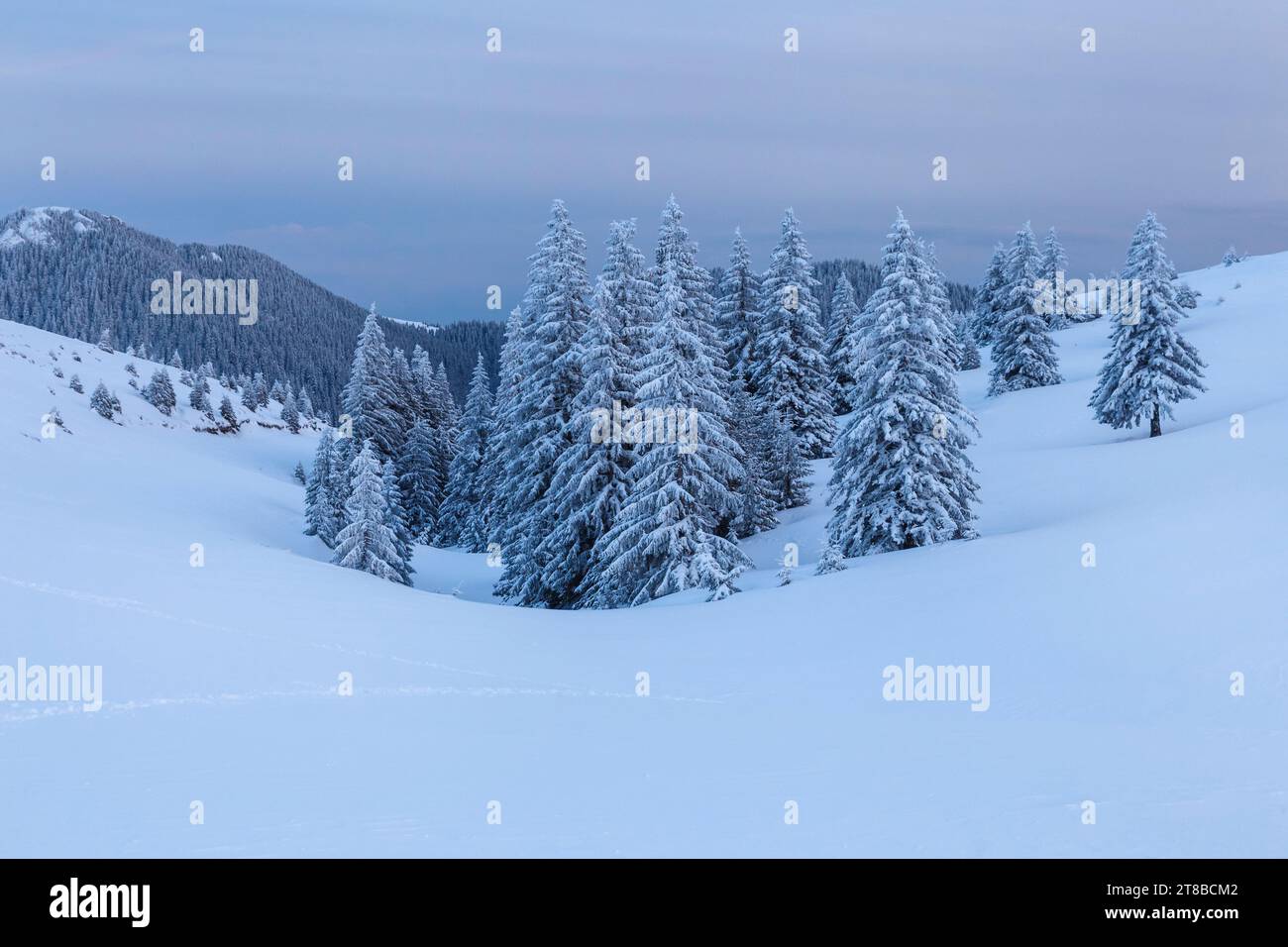 Winterlandschaft mit Tannen unter Schnee in einem Bergtal Stockfoto