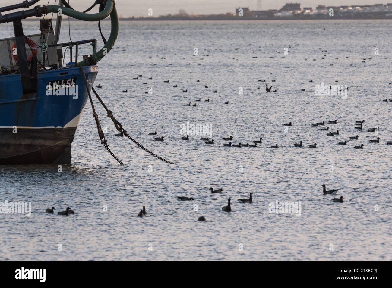 Brent Gänse (Branta bernicla) an der Themsmündung Stockfoto