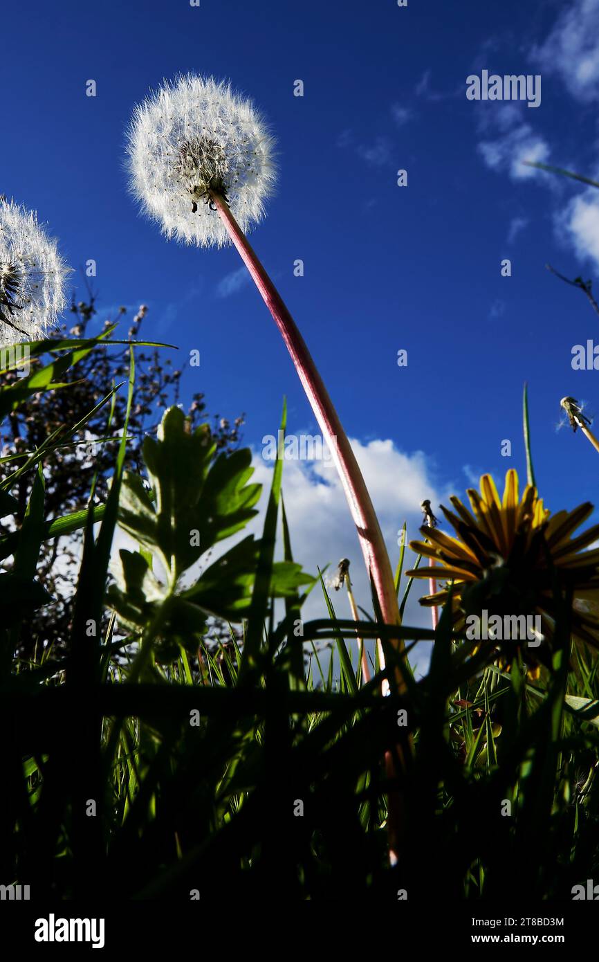 Blick aus der Insektenperspektive auf einen einzigen Löwenzahn (Taraxacum officinale) Kopf, der mit Samen bedeckt ist, vor einem Hintergrund des blauen Himmels an einem sonnigen Tag. Stockfoto