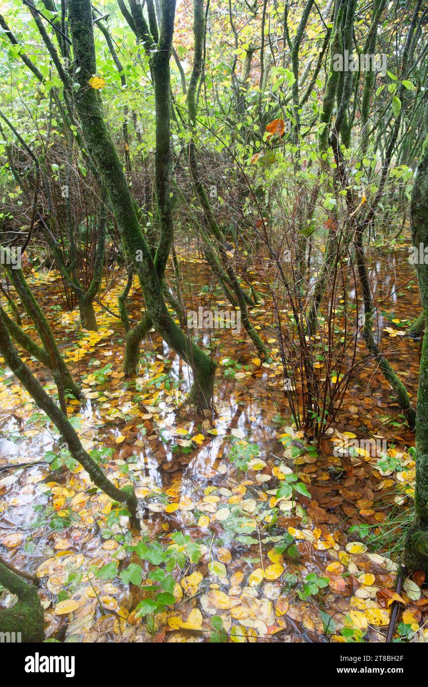 Ein Waldboden tauchte im Herbst in Schottland unter Hochwasser. Stockfoto