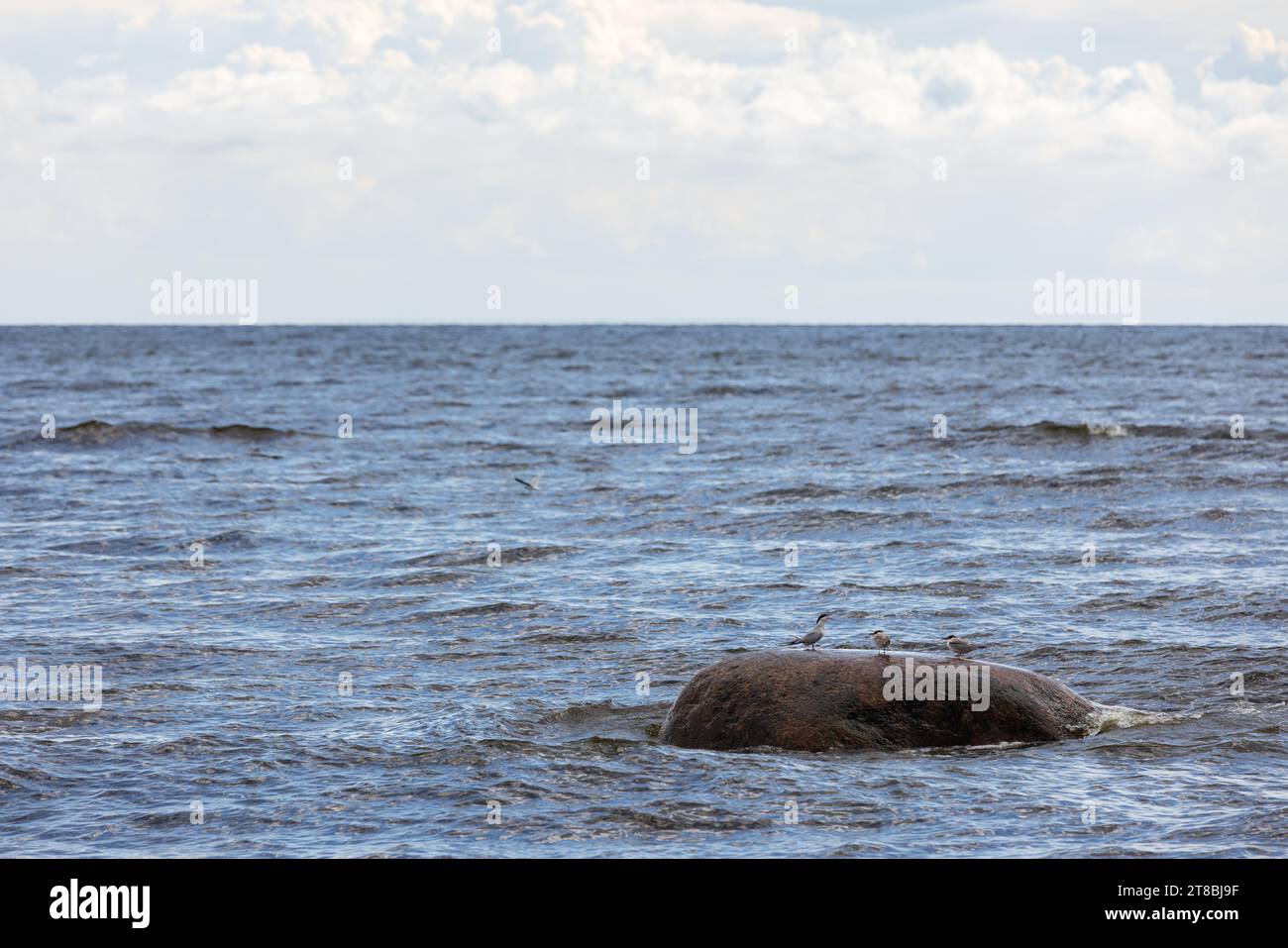 Die Ostsee steht tagsüber unter bewölktem Himmel. Seeschwalbenvögel sitzen auf einem Küstenfelsen Stockfoto