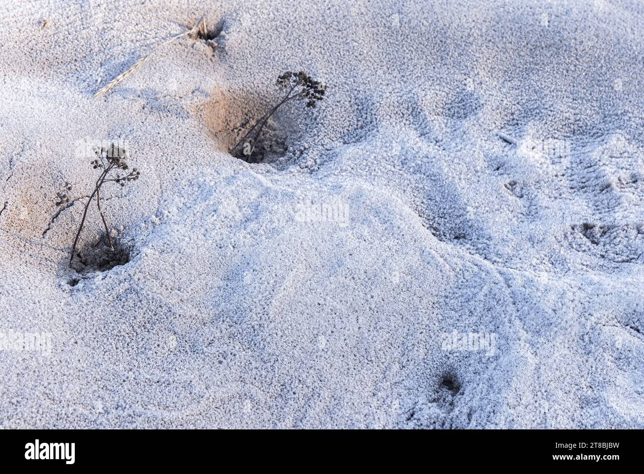 Winterhintergrund mit gefrorenen Blumen in einer Schneelage, Nahaufnahme mit selektivem Weichfokus, Draufsicht Stockfoto