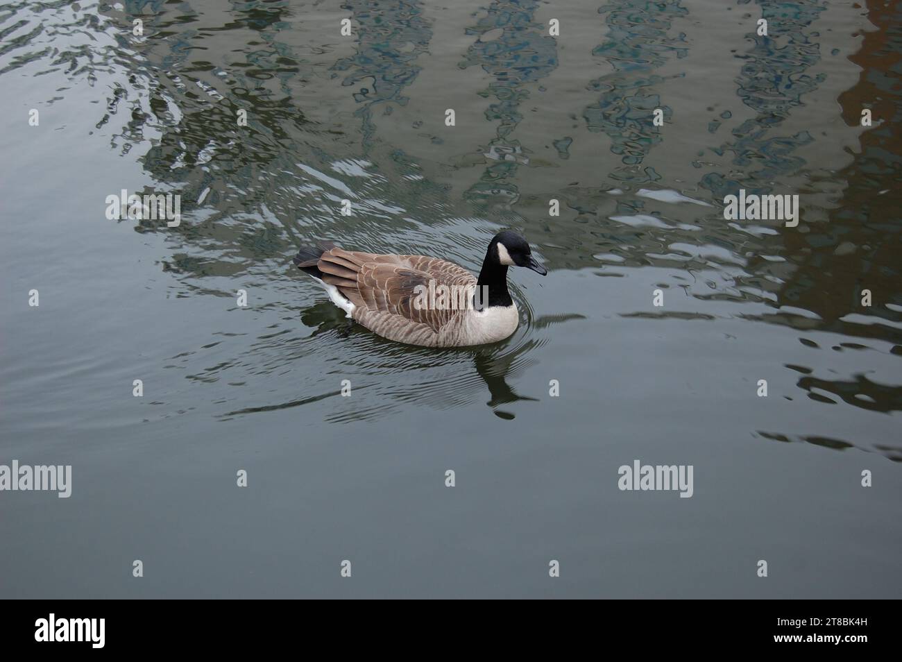 Verschiedene Vogelarten Stockfoto