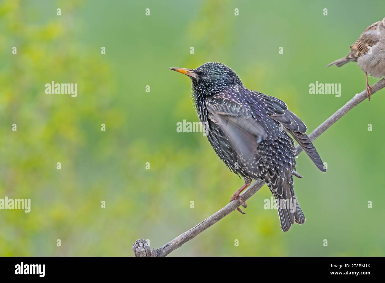 Ein gemeiner Starling (Sturnus vulgaris), der auf einem Ast thront. Stockfoto