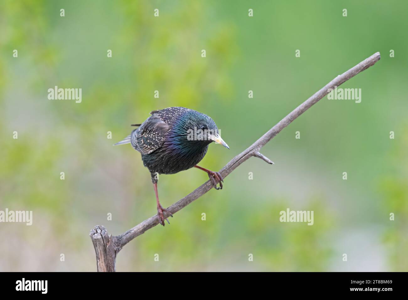 Ein gemeiner Starling (Sturnus vulgaris), der auf einem Ast thront. Stockfoto