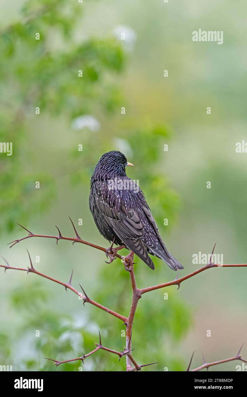 Ein gemeiner Starling (Sturnus vulgaris), der auf einem Ast thront. Stockfoto