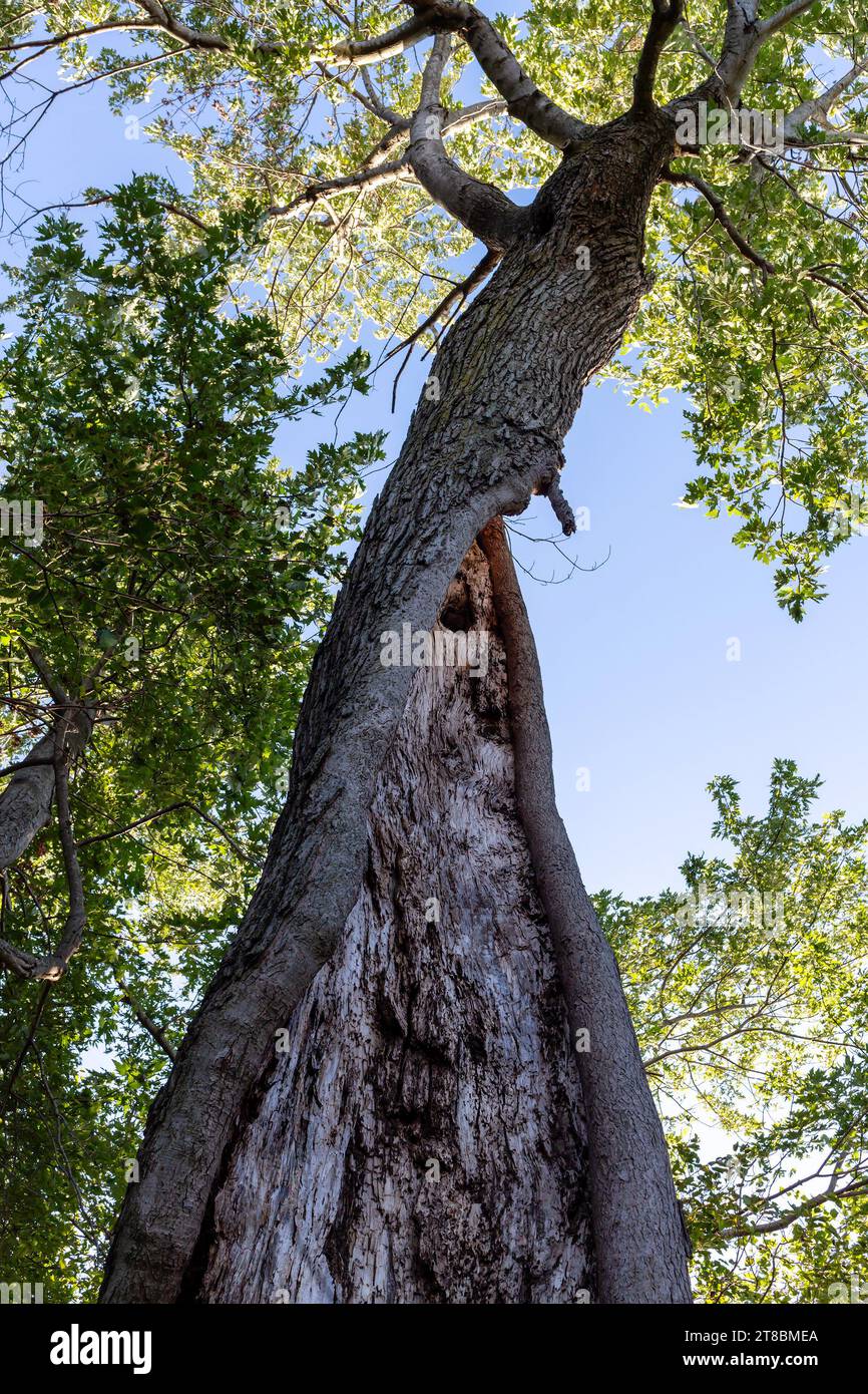 Baum mit einem hohlen beschädigten Stamm, aber üppig grünem Laub an der Spitze Stockfoto
