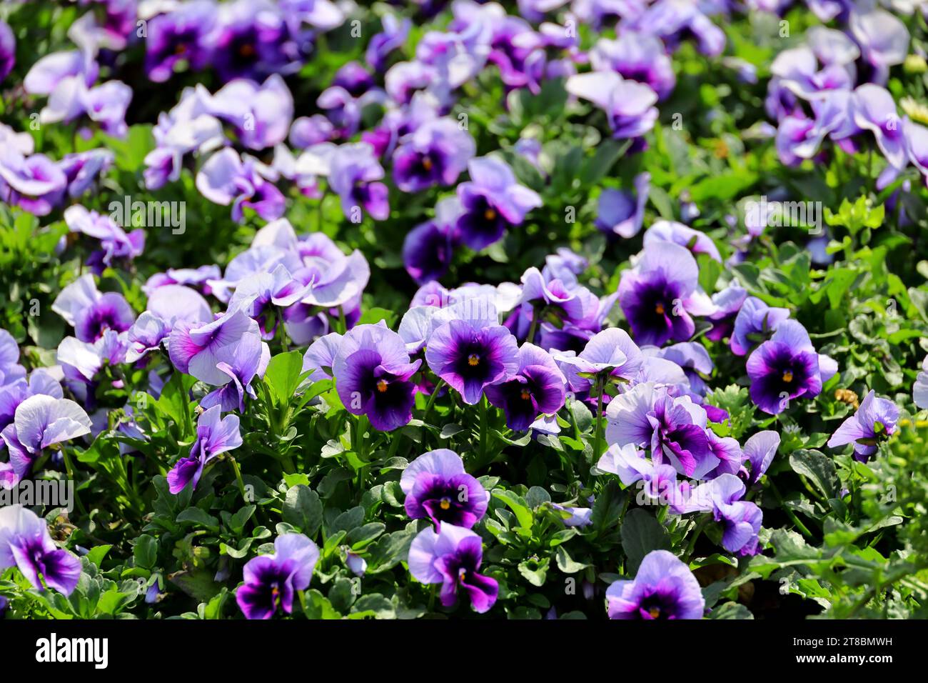 Violette Bratschenblüten blühen in der Wintersonne Stockfoto