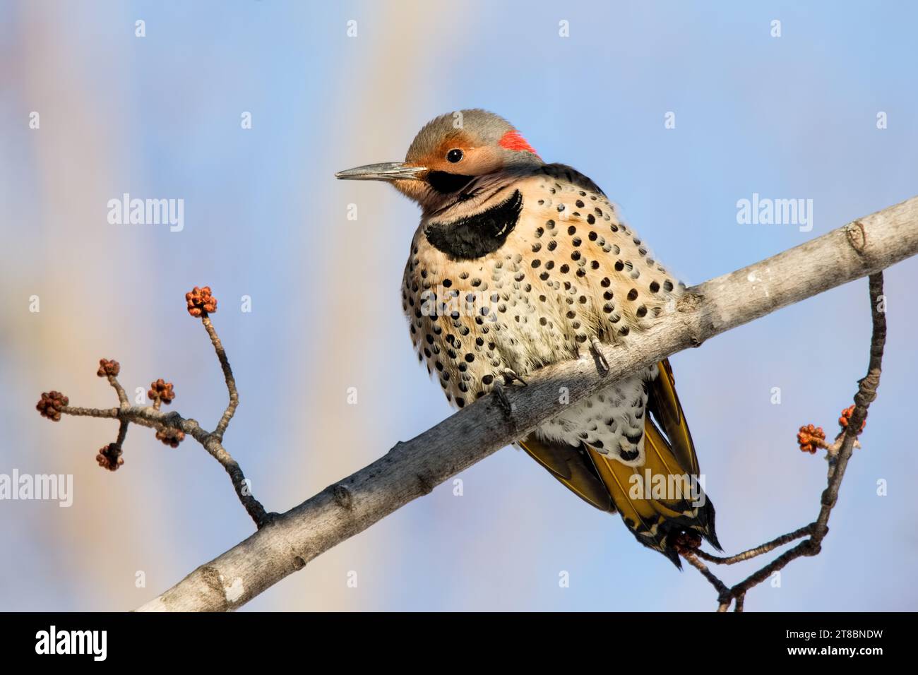 Close up Northern Flicker (Colaptes auratus) Spechte, der auf Steinfelsen im Chippewa National Forest im Norden von Minnesota, USA, thront Stockfoto