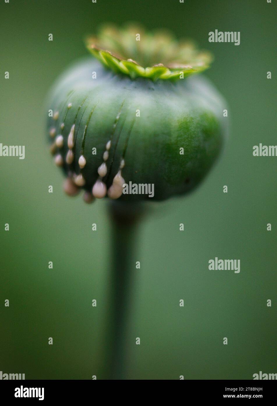 Papaver Somniferum „Opium Poppy“ „Harvesting Opium“ „Opium Latex“ Stockfoto