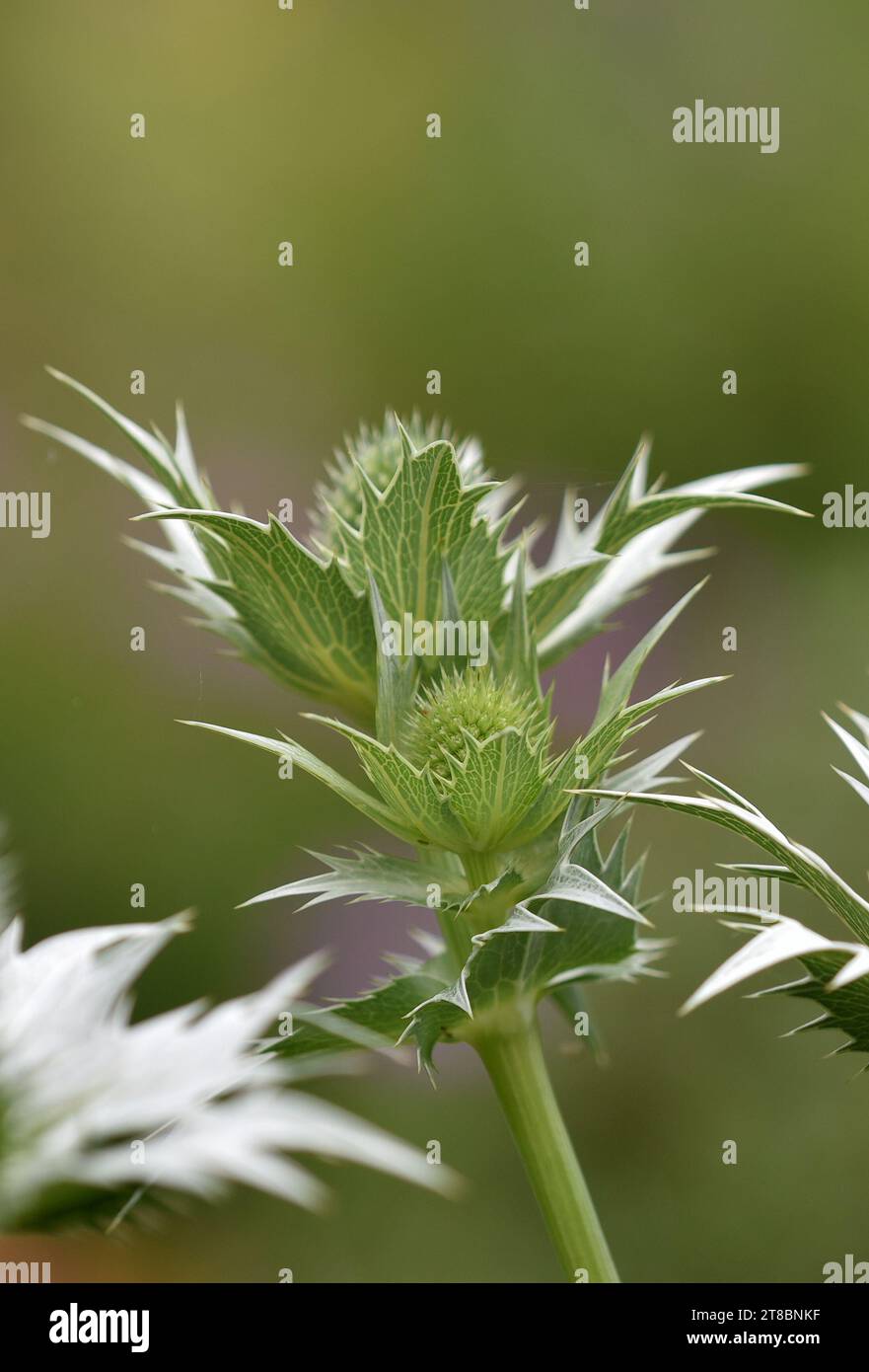 Eryngium planum, Silver Glitter, vor einem natürlichen grünen Hintergrund Stockfoto
