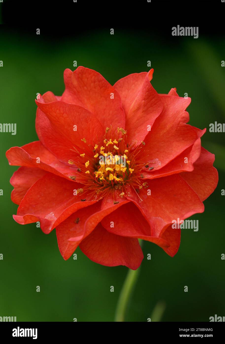 Single Scarlet Avens, auch griechische Avens genannt, vor einem natürlichen grünen Hintergrund Stockfoto