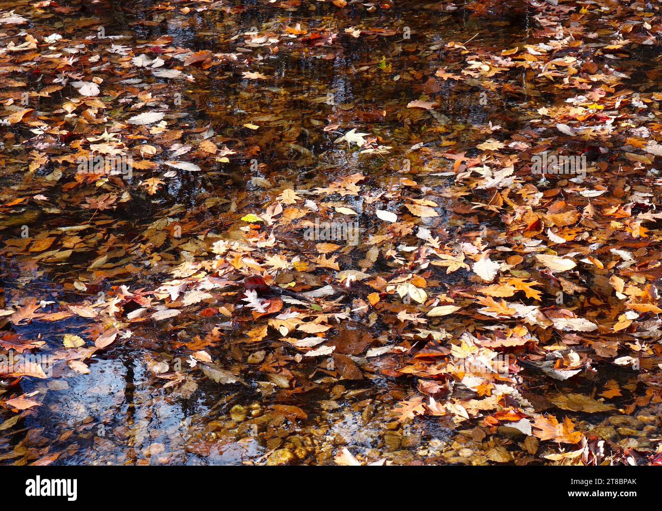 Schöne Kupferfarbe der gefallenen Blätter in Creek Water Stockfoto