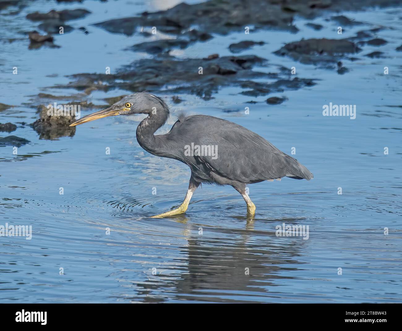 Stirated Heron Stockfoto