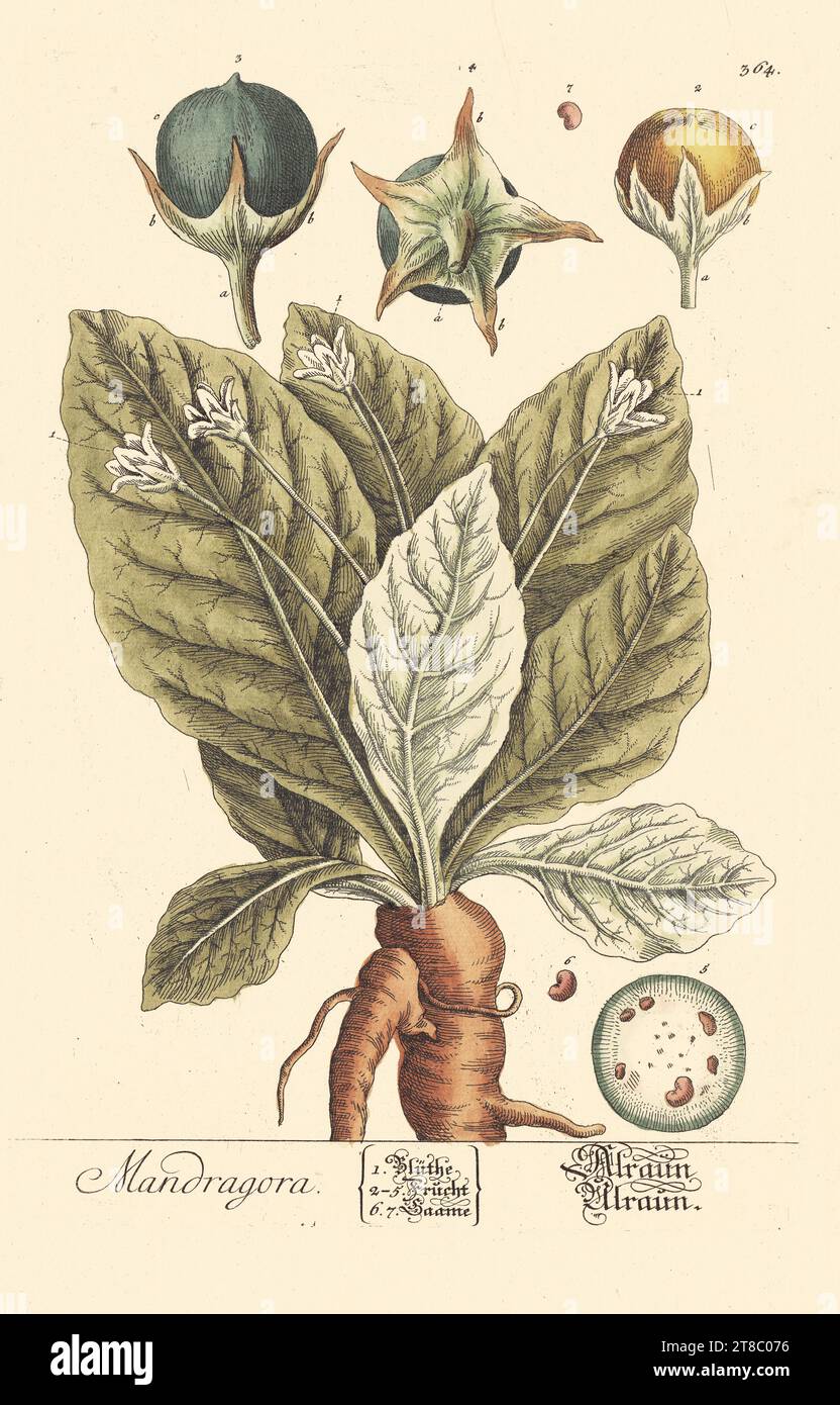 Mandragora officinarum 'Common Mandrake' Elizabeth Blackwells 'A Curious Herbal in 1737-1739'. Stockfoto