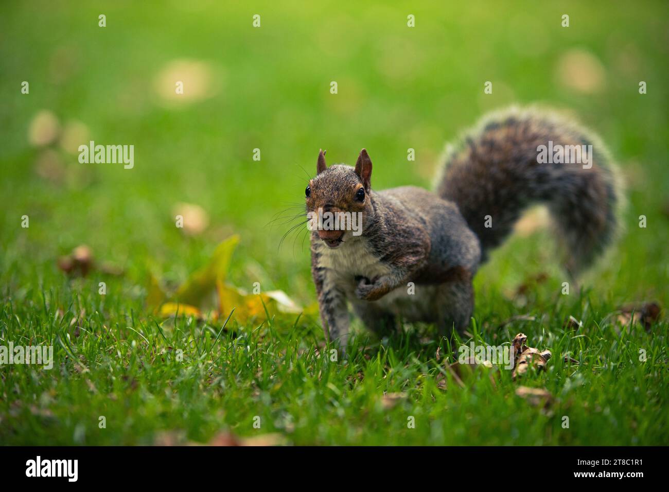 Eichhörnchen mit Eichel im Green Park Stockfoto