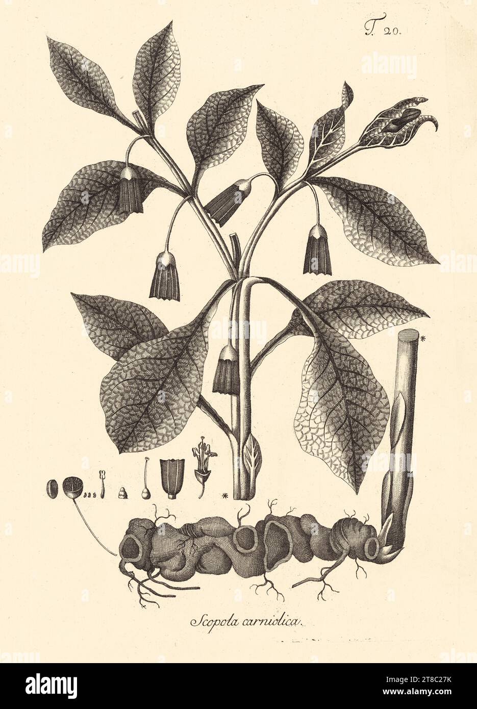 Scopolia carniolica 'Scopolia' - Jacquin Botanical Graving 1764 Stockfoto