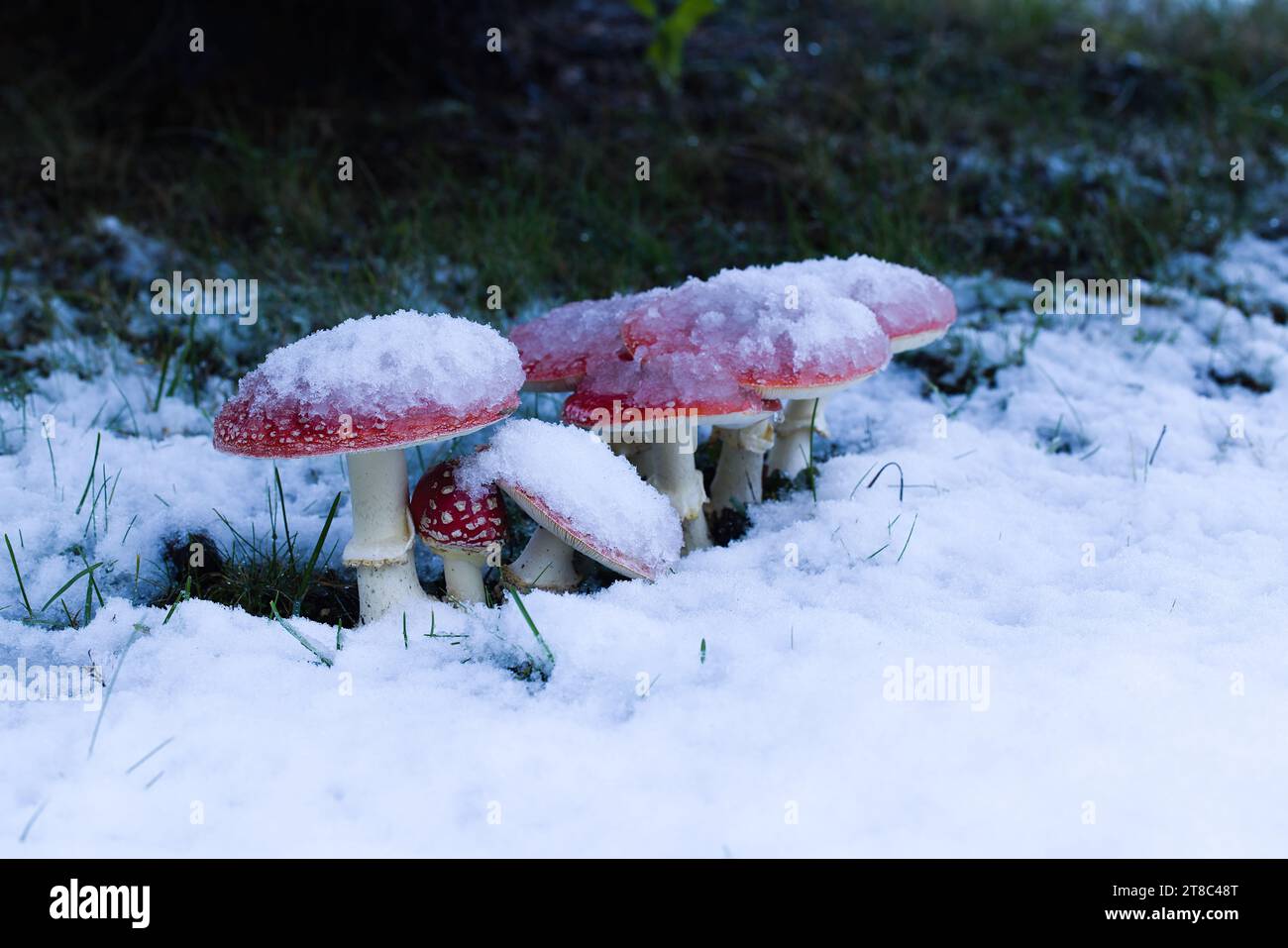 Unter einer schneebedeckten Fichte tauchen Karmesinpilze auf, die der winterlichen Landschaft einen lebhaften Kontrast verleihen und eine ruhige und bezaubernde Atmosphäre schaffen. Stockfoto