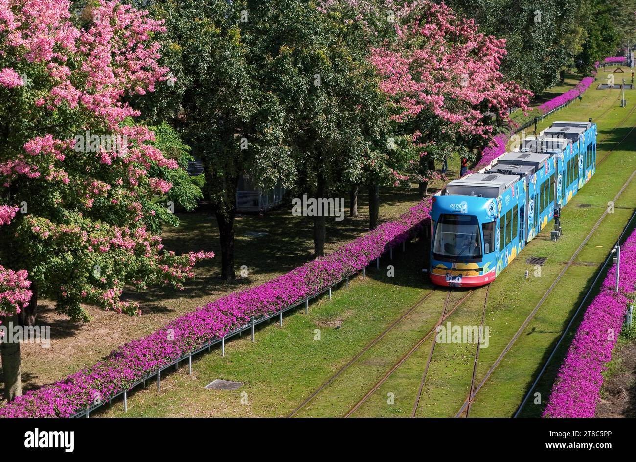 GUANGZHOU, CHINA - 17. NOVEMBER 2023 - am Ostbahnhof der Ausstellung in Guangzhou, Provinz Guangdong, fährt Eine Straßenbahn langsam durch ein Blumenmeer. Stockfoto