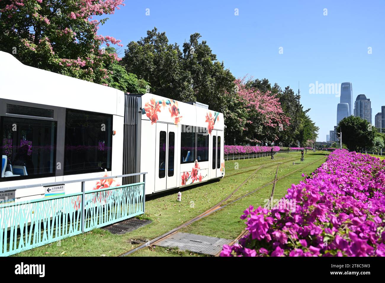 GUANGZHOU, CHINA - 17. NOVEMBER 2023 - am Ostbahnhof der Ausstellung in Guangzhou, Provinz Guangdong, fährt Eine Straßenbahn langsam durch ein Blumenmeer. Stockfoto