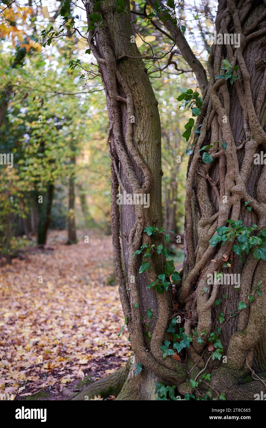 Baumstamm mit Weinreben im Wald mit Herbstblättern auf dem Boden und verschwommenem Hintergrund Stockfoto