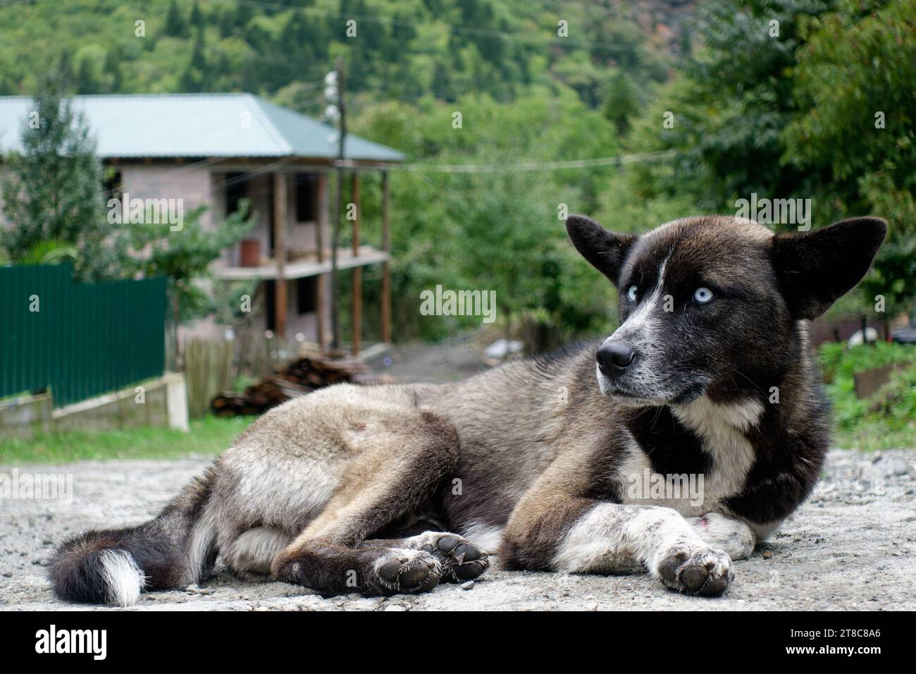 Blauäugiger Schäferhund, der auf dem Boden in den Kaukasusbergen in Georgien liegt, am Oktober Herbstabend. Stockfoto