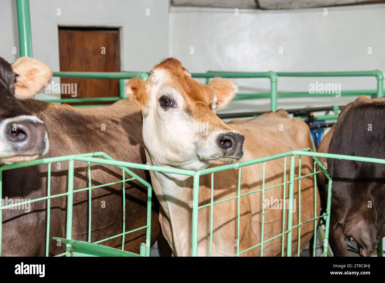 Bauernhof, Milchproduktion, Kühe drinnen in der Melkhalle Stockfoto