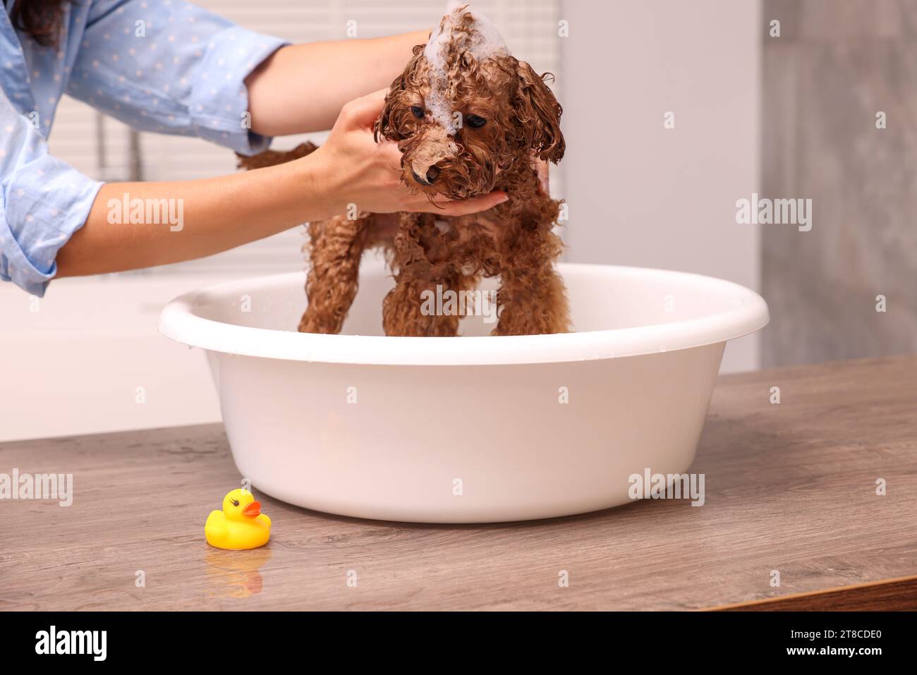 Frau wäscht den süßen Maltipoo-Hund drinnen im Becken. Schönes Haustier Stockfoto