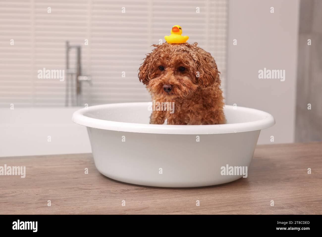 Süßer Maltipoo Hund mit Gummiente im Becken auf Holztisch drinnen. Schönes Haustier Stockfoto