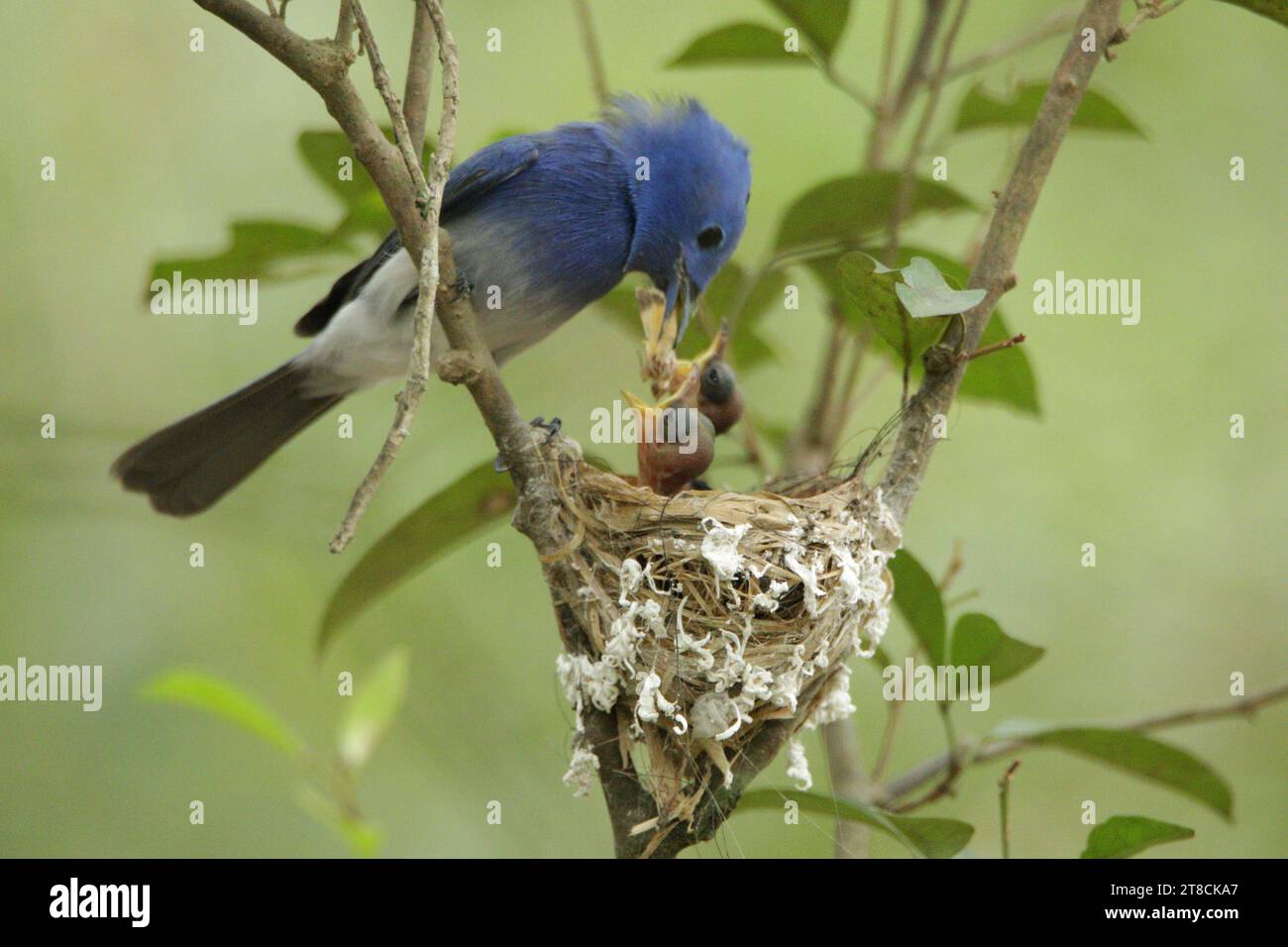 Vögel von Sri Lanka in freier Wildbahn, Besuchen Sie Sri Lanka Stockfoto