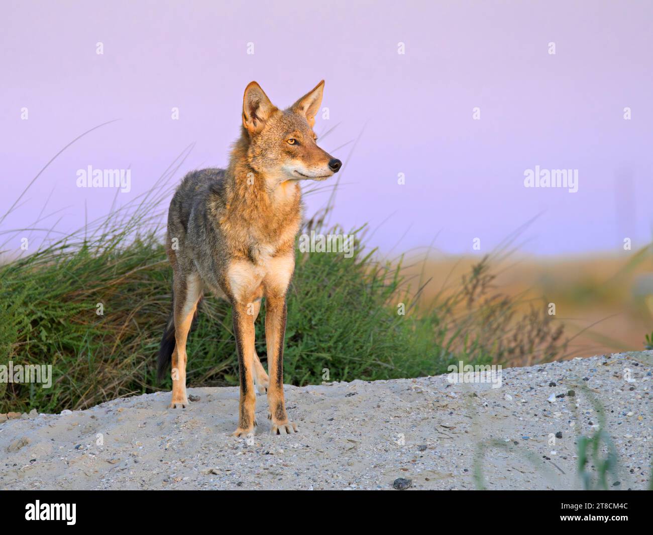 Kojote (Canis latrans) in der Sanddüne unter der Abenddämmerung, Galveston, Texas, USA. Man nimmt an, dass diese Population Gene des Roten Wolfs (C.rufus) hat. Stockfoto