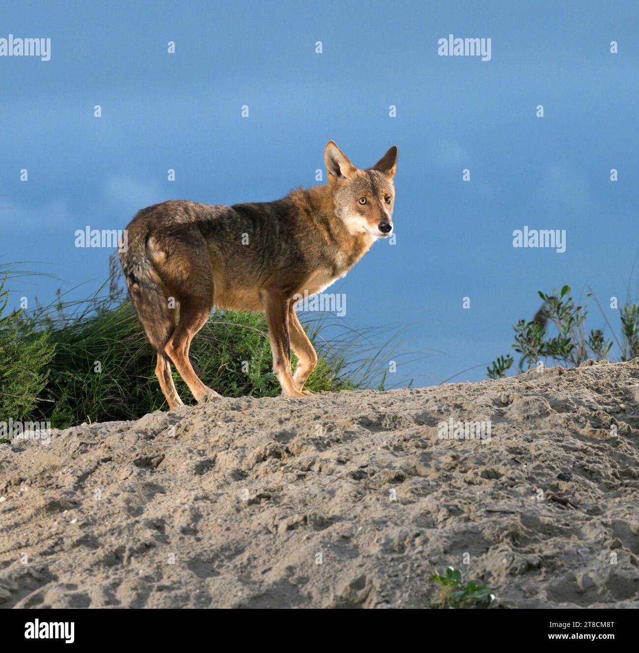 Kojote (Canis latrans) auf der Sanddüne bei Sonnenuntergang, Galveston, Texas, USA. Es wird angenommen, dass diese Kojotenpopulation Gene des Roten Wolfs (Canis rufus) besitzt. Stockfoto