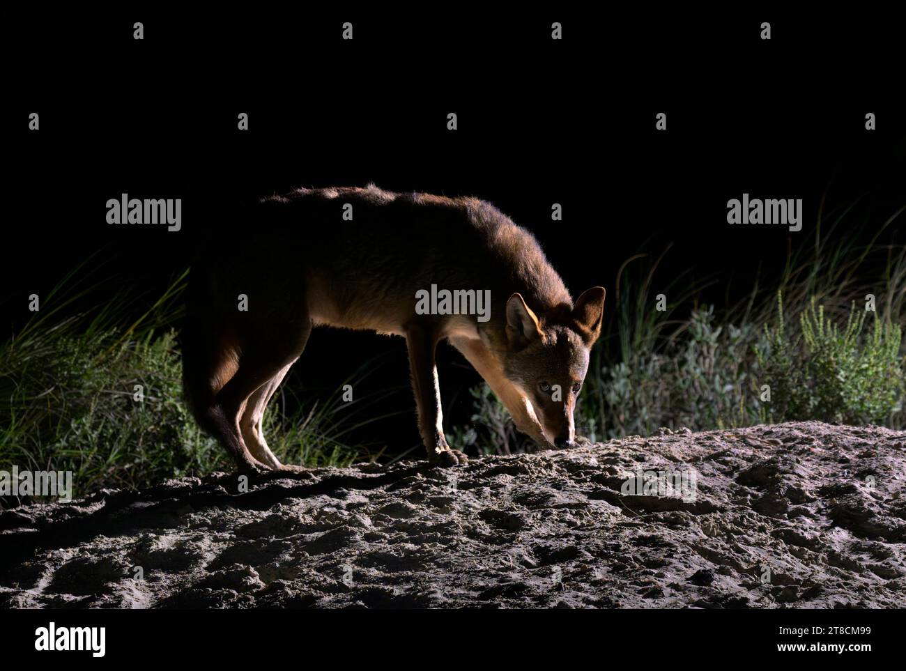 Kojote (Canis latrans) auf der Sanddüne bei Nacht, Galveston, Texas, USA. Es wird angenommen, dass diese Kojotenpopulation Gene des Roten Wolfs (Canis rufus) besitzt. Stockfoto