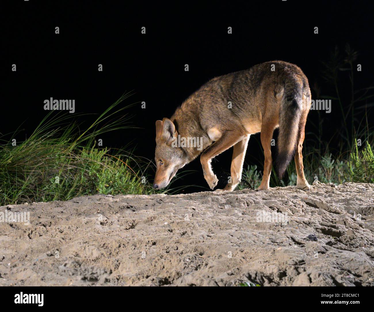 Kojote (Canis latrans) auf der Sanddüne bei Nacht, Galveston, Texas, USA. Es wird angenommen, dass diese Kojotenpopulation Gene des Roten Wolfs (Canis rufus) besitzt. Stockfoto