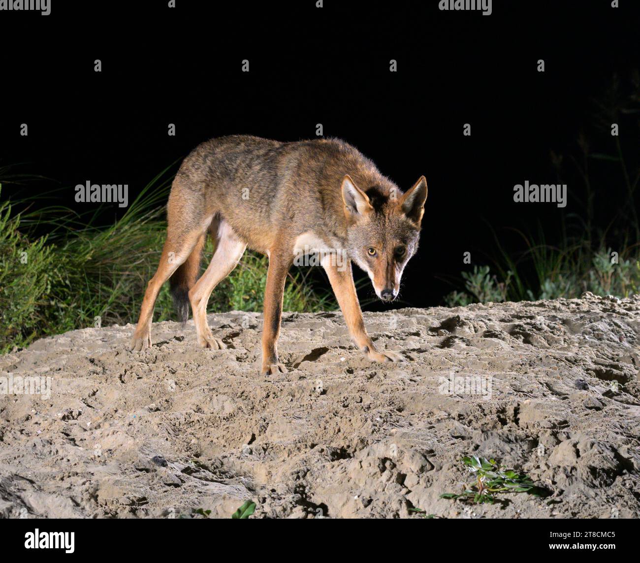 Kojote (Canis latrans) auf der Sanddüne bei Nacht, Galveston, Texas, USA. Es wird angenommen, dass diese Kojotenpopulation Gene des Roten Wolfs (Canis rufus) besitzt. Stockfoto